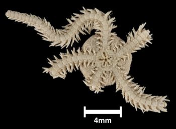 Media type: image;   Invertebrate Zoology OPH-1152 Description: Bottom up view of single ophiuroid specimen with a scale bar.;  Aspect: ventral